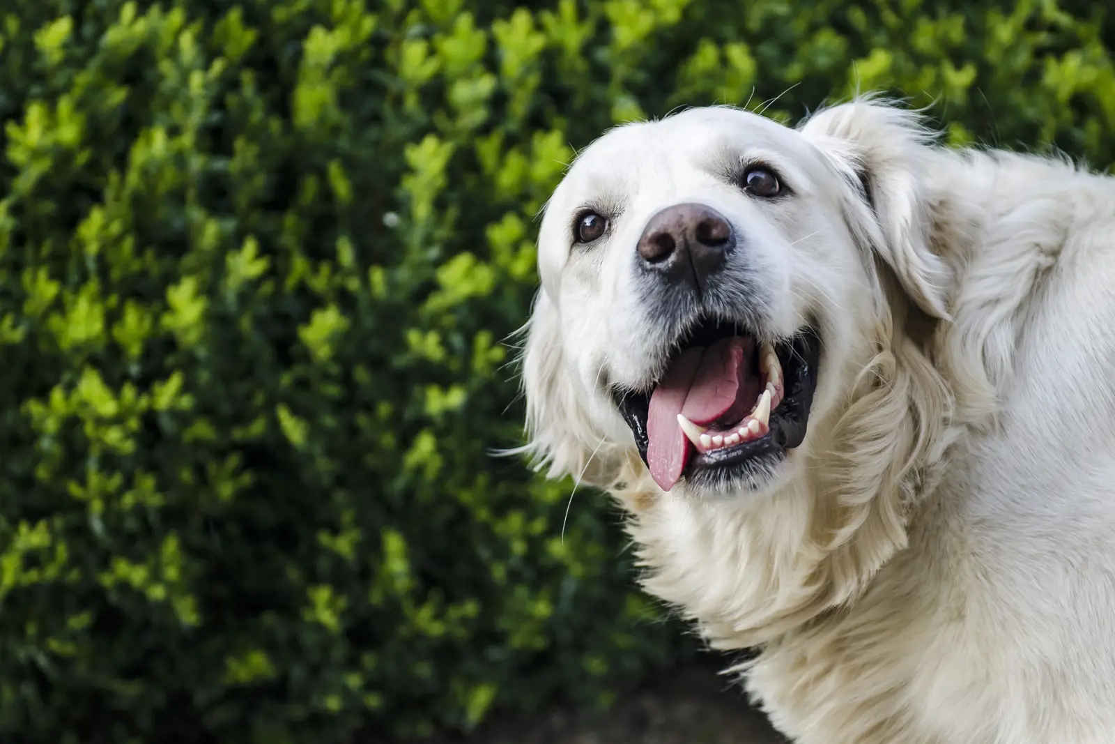 Innovative Flea and Tick Products: What’s New in Pet Pest Control?