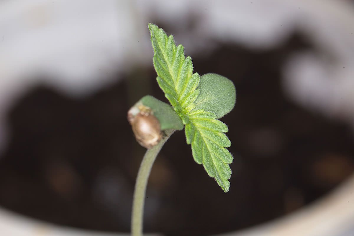Everything You Need to Know About Feminized Cannabis Seeds